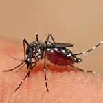 dengue